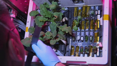 moving image of an astronaut working with a plant experiment