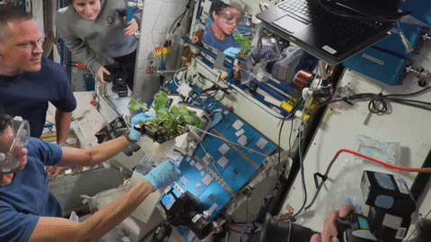 moving image of crew harvesting plants from experiment