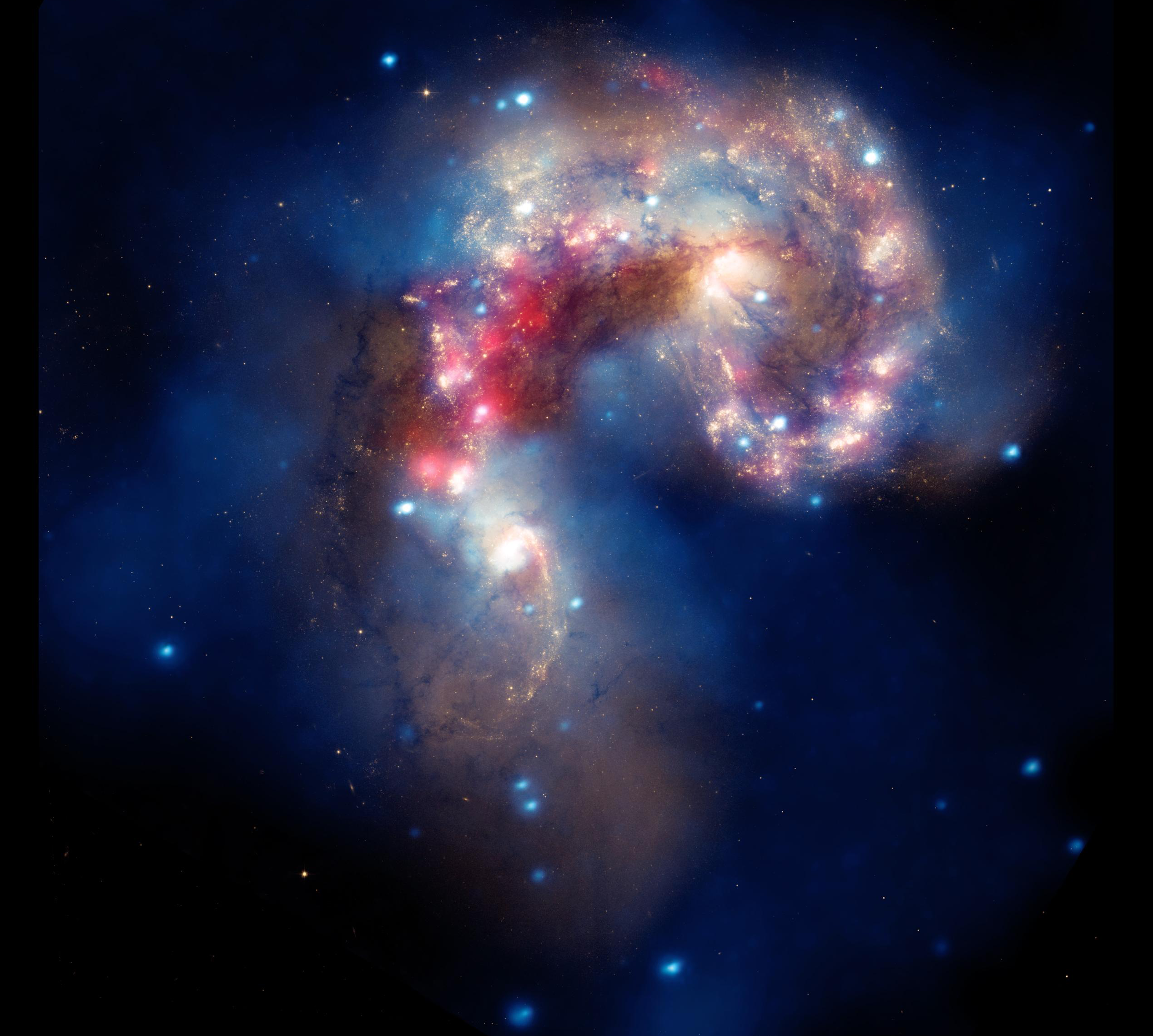 The Antennae galaxies, located about 62 million light years from Earth, are shown in this composite image from the Chandra X-ray Observatory (blue), the Hubble Space Telescope (gold and brown), and the Spitzer Space Telescope (red)