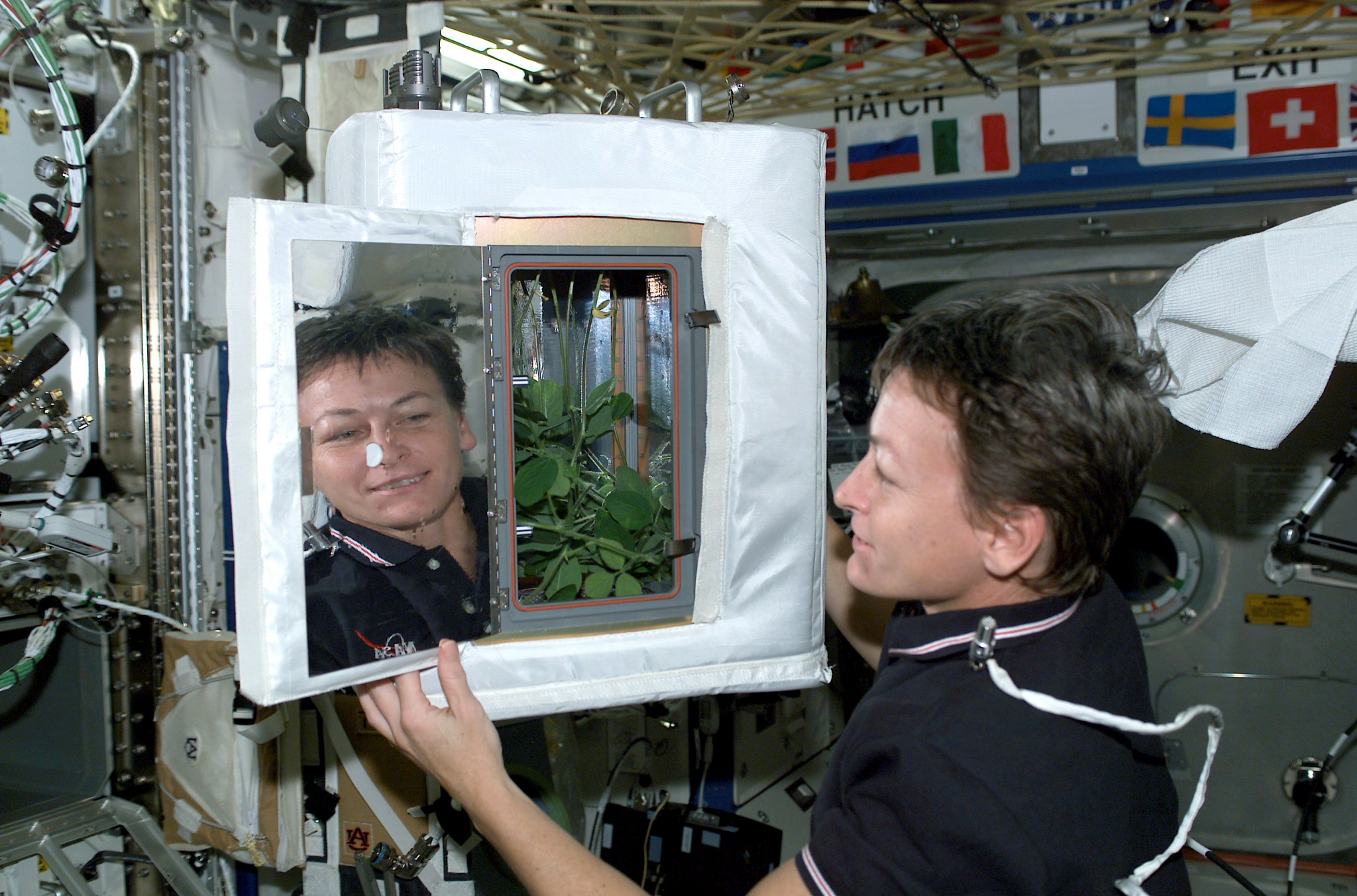 image of an astronaut observing a plant experiment