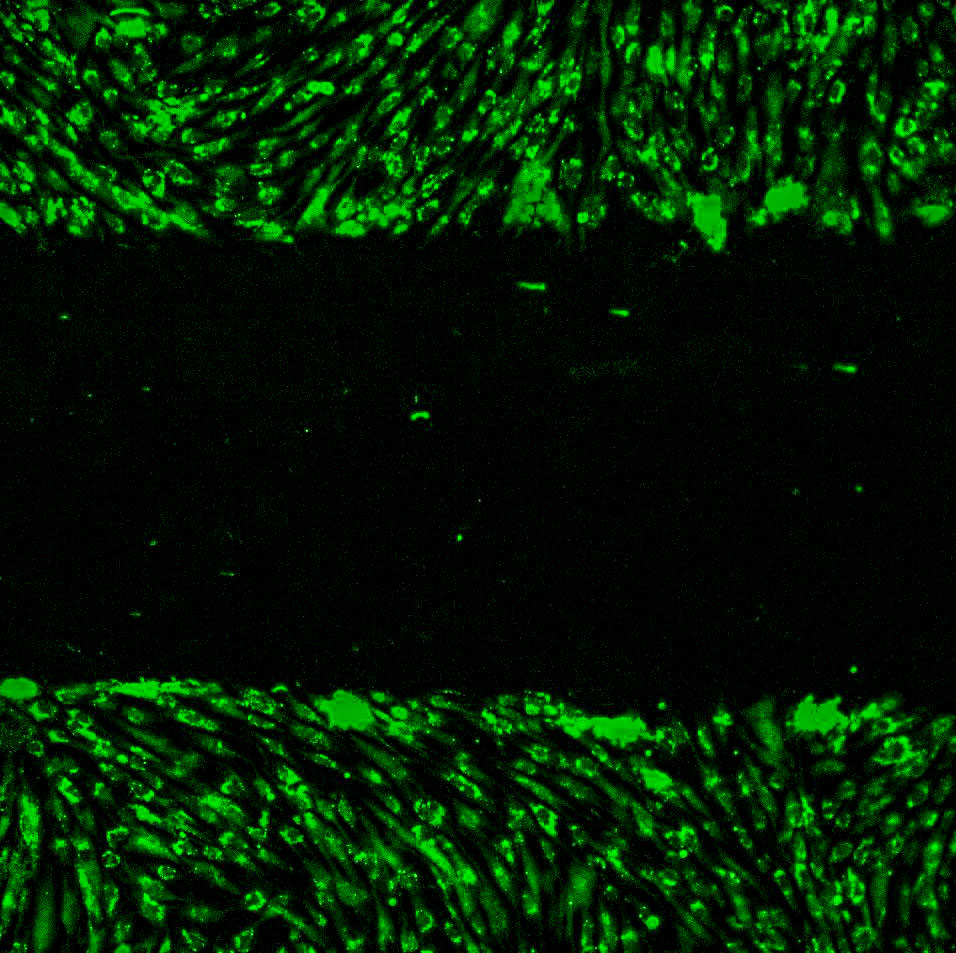 microscopic image of a tissue chip containing healing cells