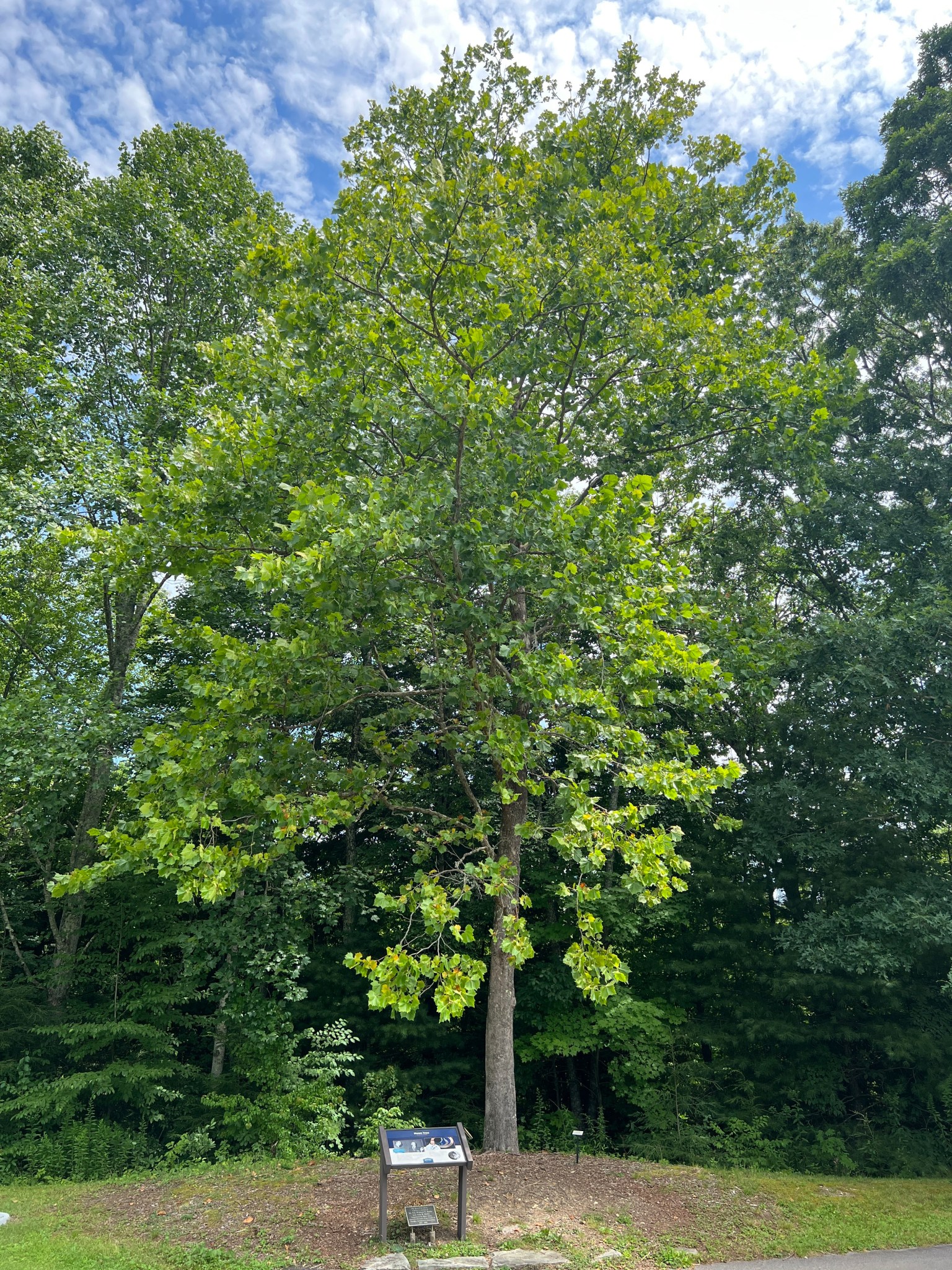 A deciduous tree stands tall behind a small plaque identifying it as an Apollo Moon Tree on a grassy mound in North Carolina