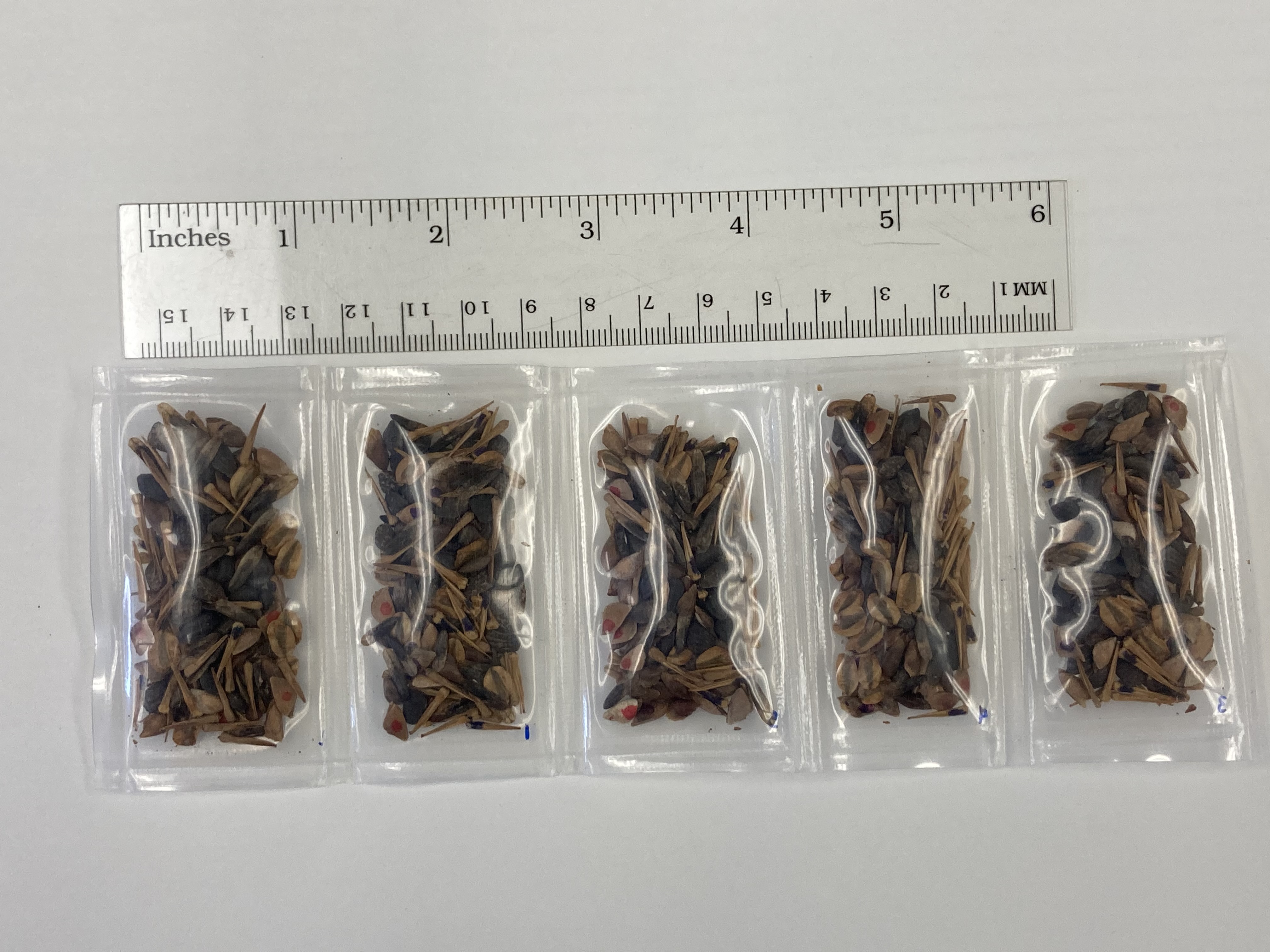 Tree seeds packed into ravioli-shaped pouches