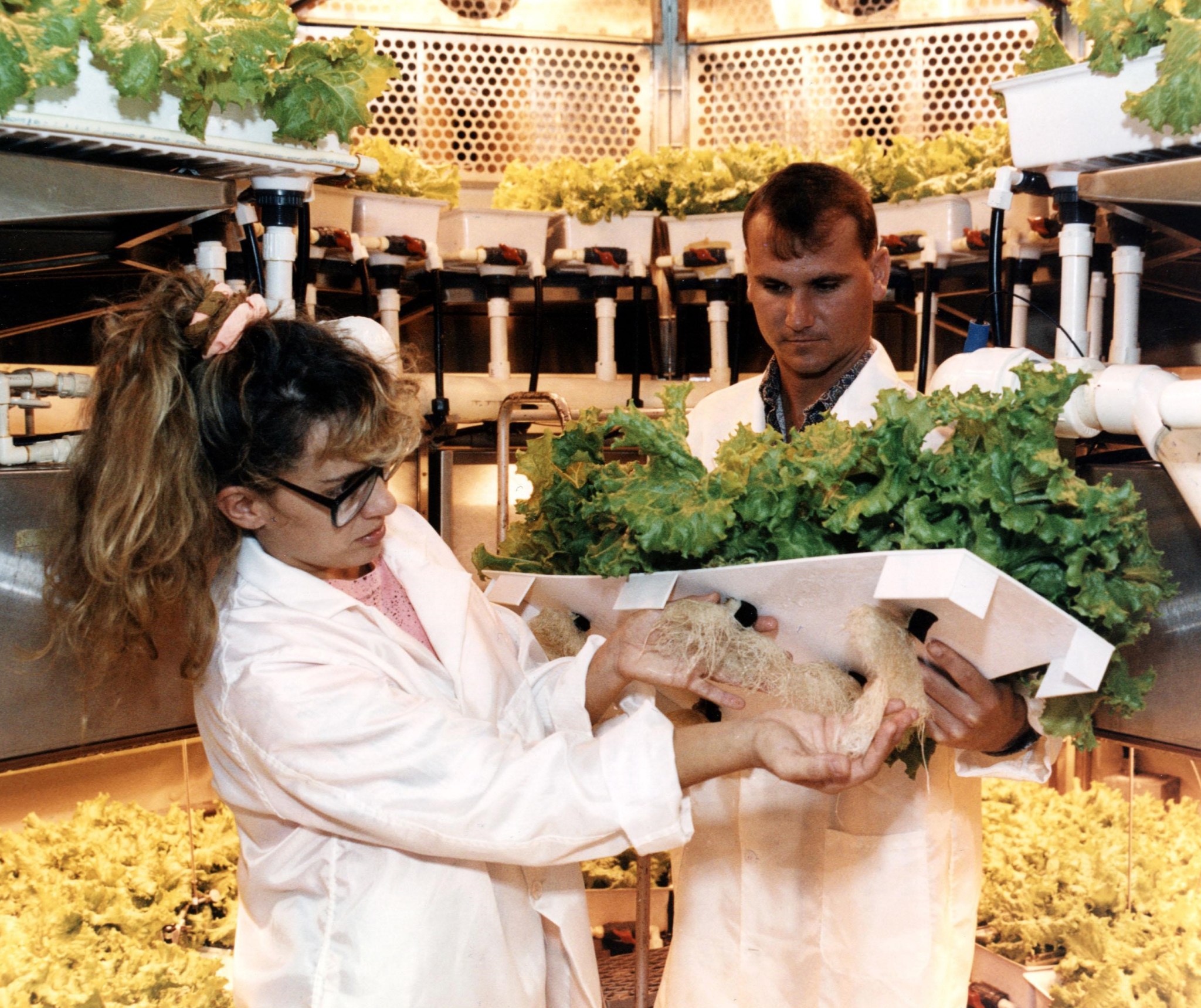 Two researchers inspecting plants.