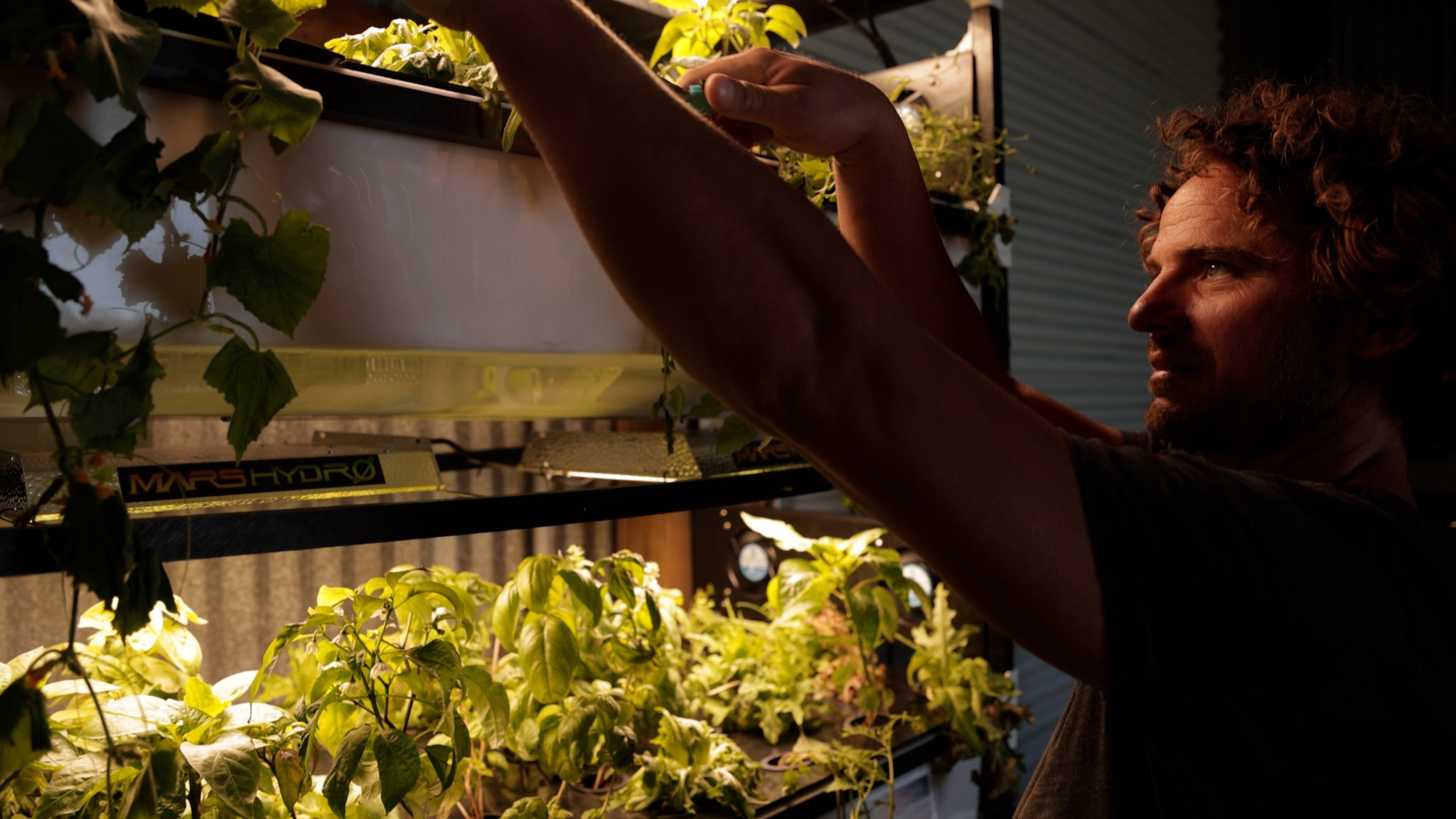 Person looking over plants under grow lights.