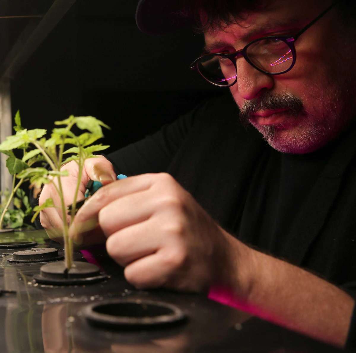 Person trimming plants.