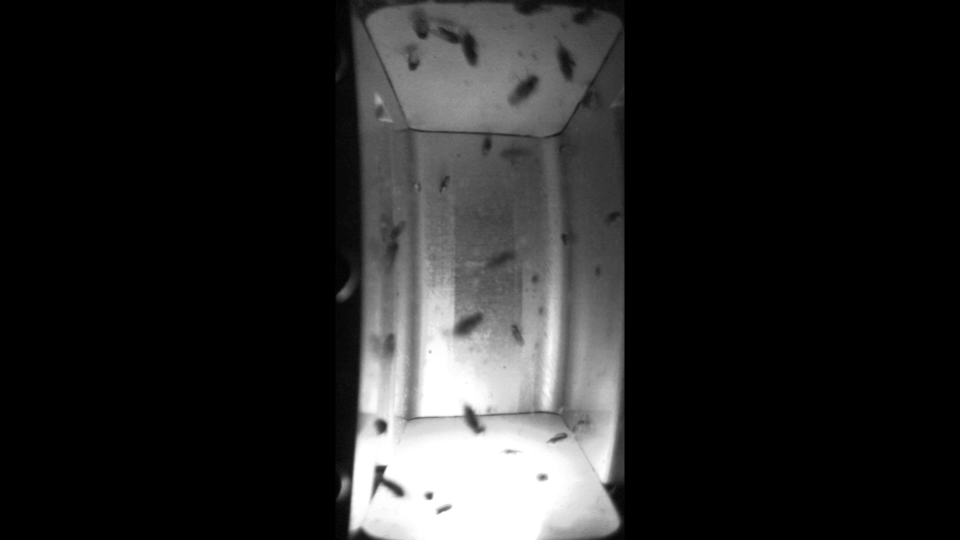 A black and white gif of fruit flies in a small container, moving around in their environment.