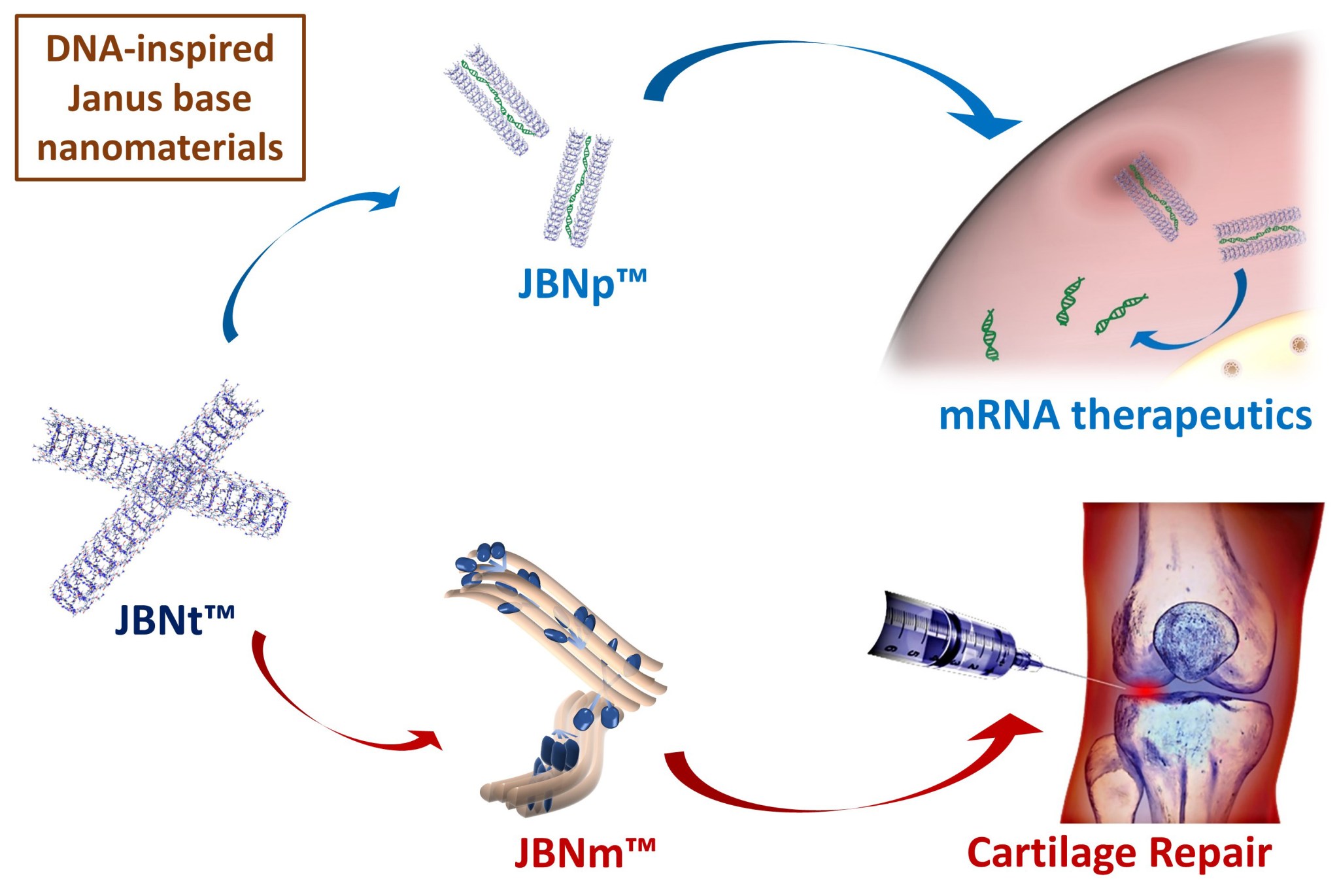 diagram of mRNA therapeutics manufacturing process