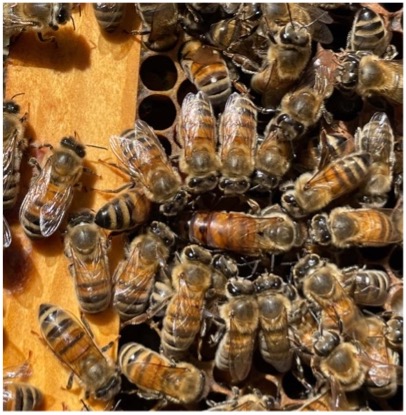 Closeup photo of Pasquale's queen bee with other bees around it