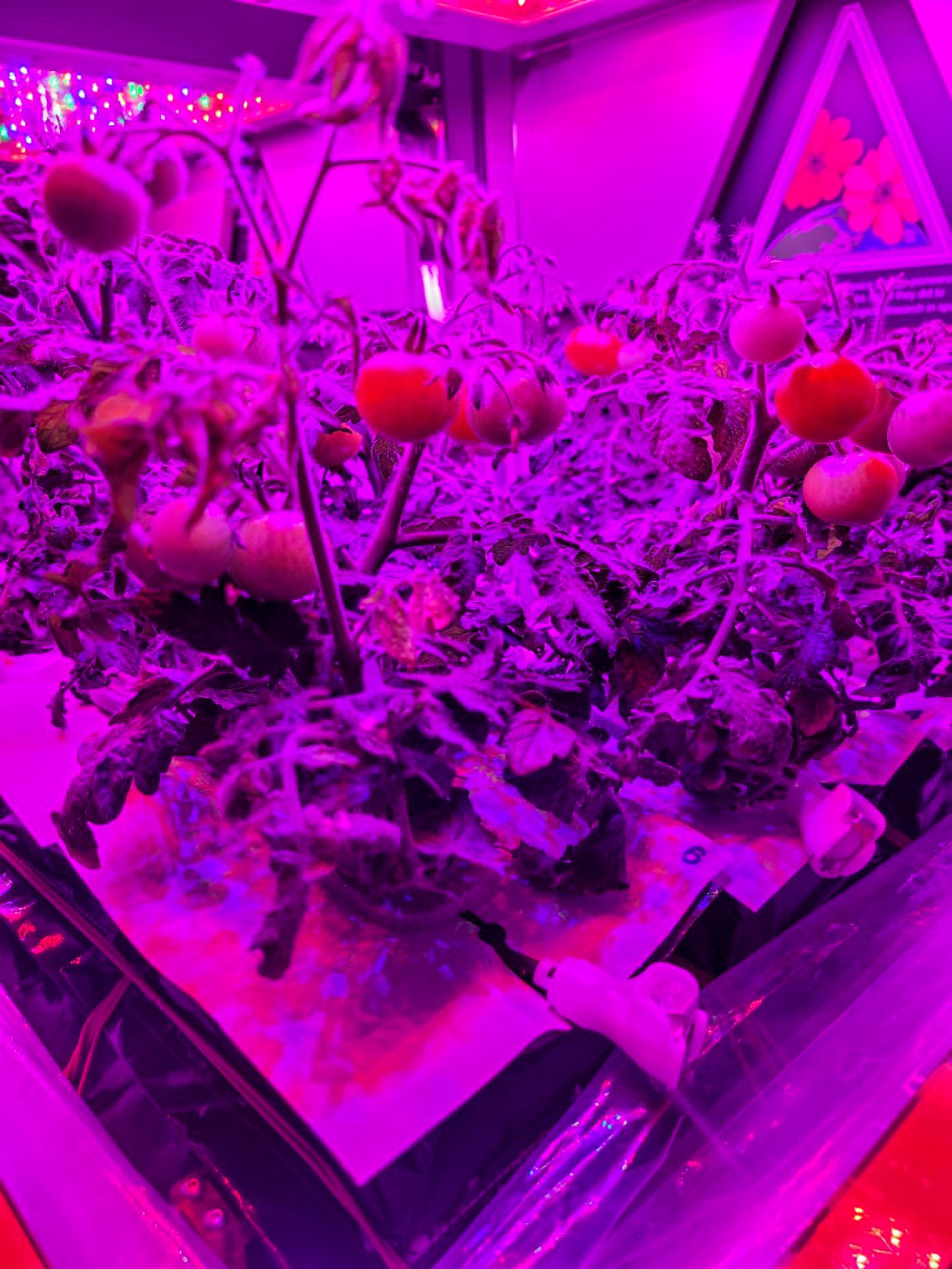 This preflight image shows the Red Robin dwarf tomato used for Veg-05 growing in Veggie hardware at the Kennedy Space Center. 