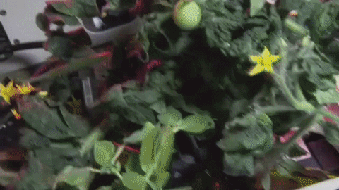 moving image of a plant experiment