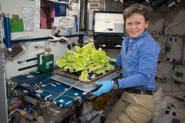 NASA astronaut Peggy Whitson poses with cabbage plants in the Vegetable Production System (Veggie) bellows in the Harmony Node 2.