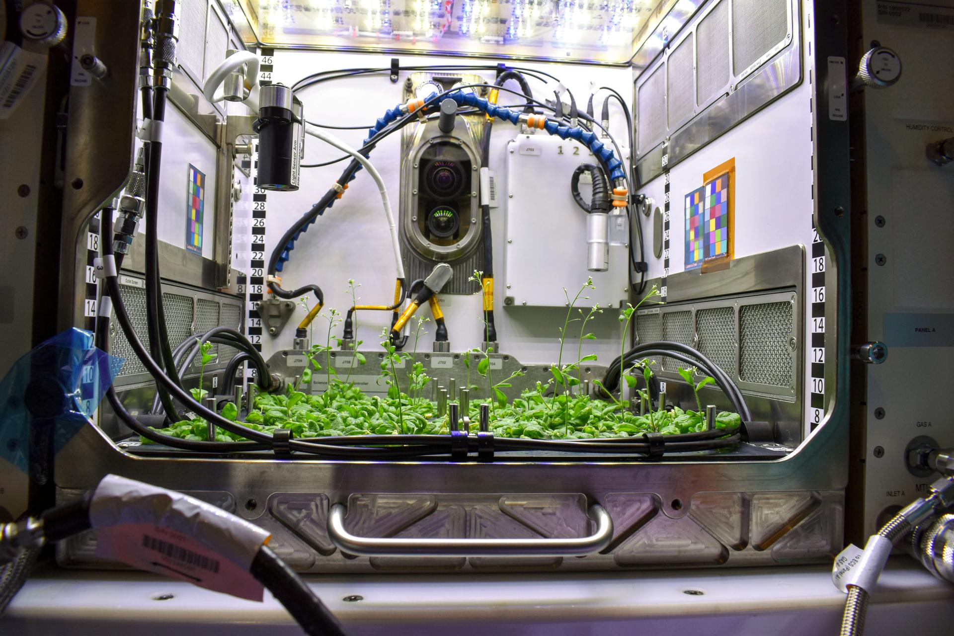 A view into NASA's Kennedy Space Center’s Advanced Plant Habitat (APH) during experiment verification testing for the Plant Habitat-03 investigation. The image shows the Arabidopsis plants growing in the APH just before the four seed bags are installed.