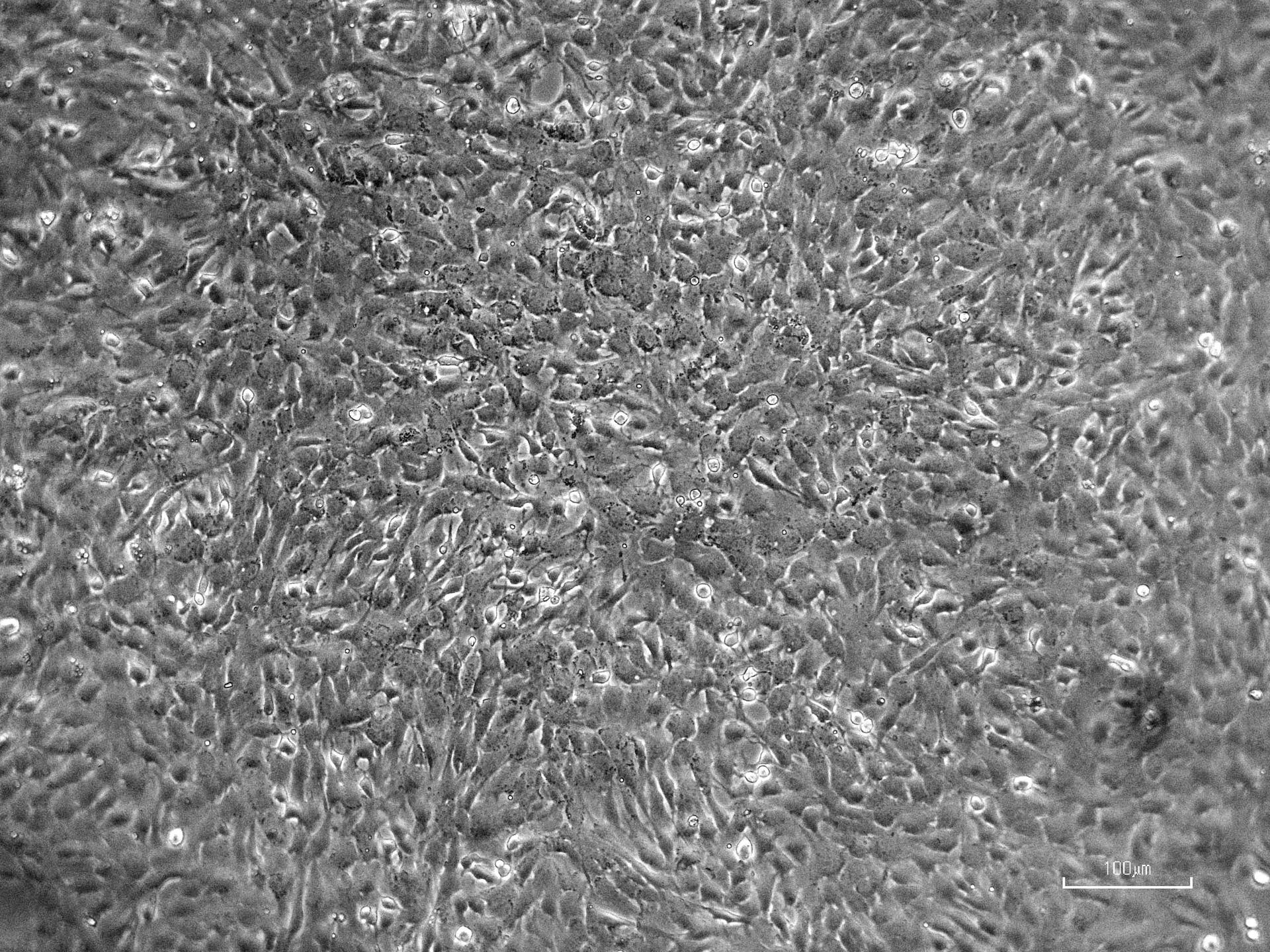 This image shows bovine ovary cells for OVOSPACE, an investigation coordinated by the Italian Space Agency (ASI) that studies how microgravity influences the maturation and development ovarian cells in mammals.