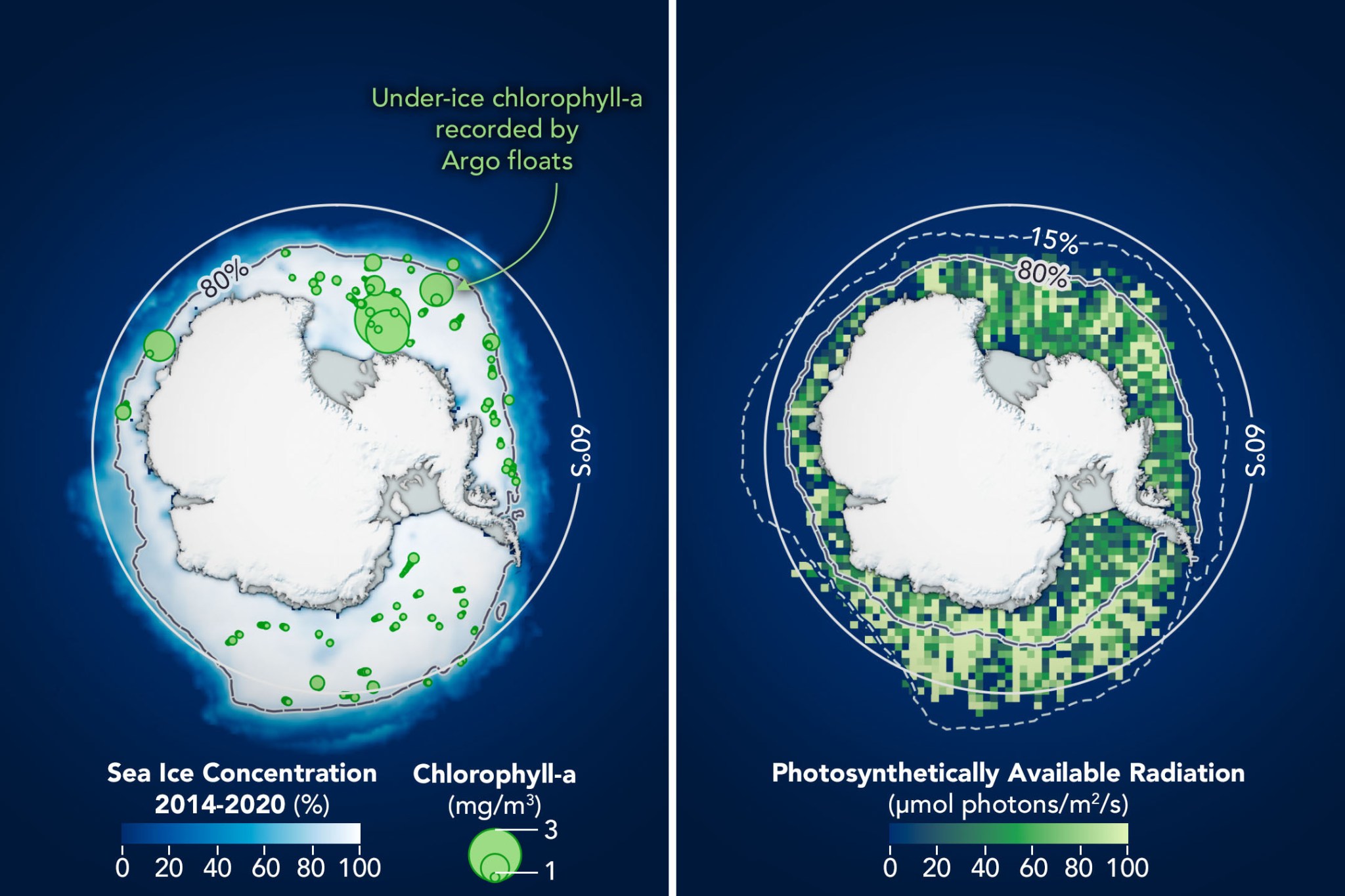 A visualization showing two side by side maps of Antarctica. The left map shows likely phytoplankton blooms surrounding the continent as green circles, and the right map illustrates where different amounts of light could penetrate ice with green pixels.
