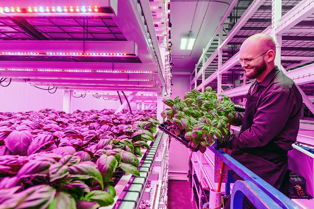 Vertical Farm with mix of red and blue light
