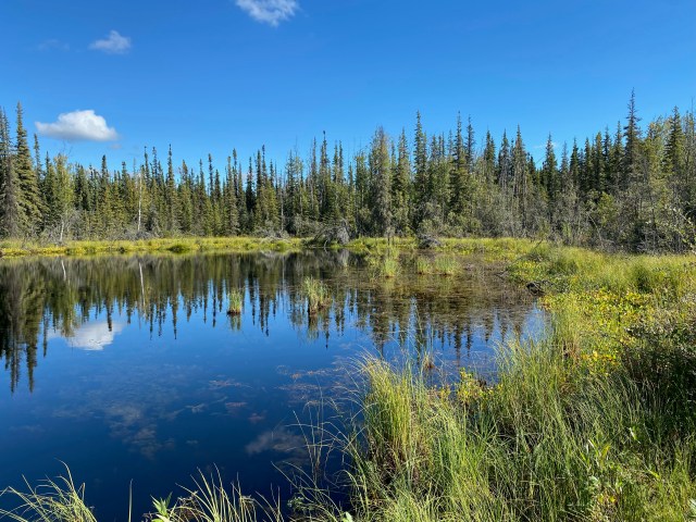 Image of a thermokarst lake surrounded by spruce trees and soft, spongy ground. The lake water is blue and reflects the sky, which is nearly cloudless.