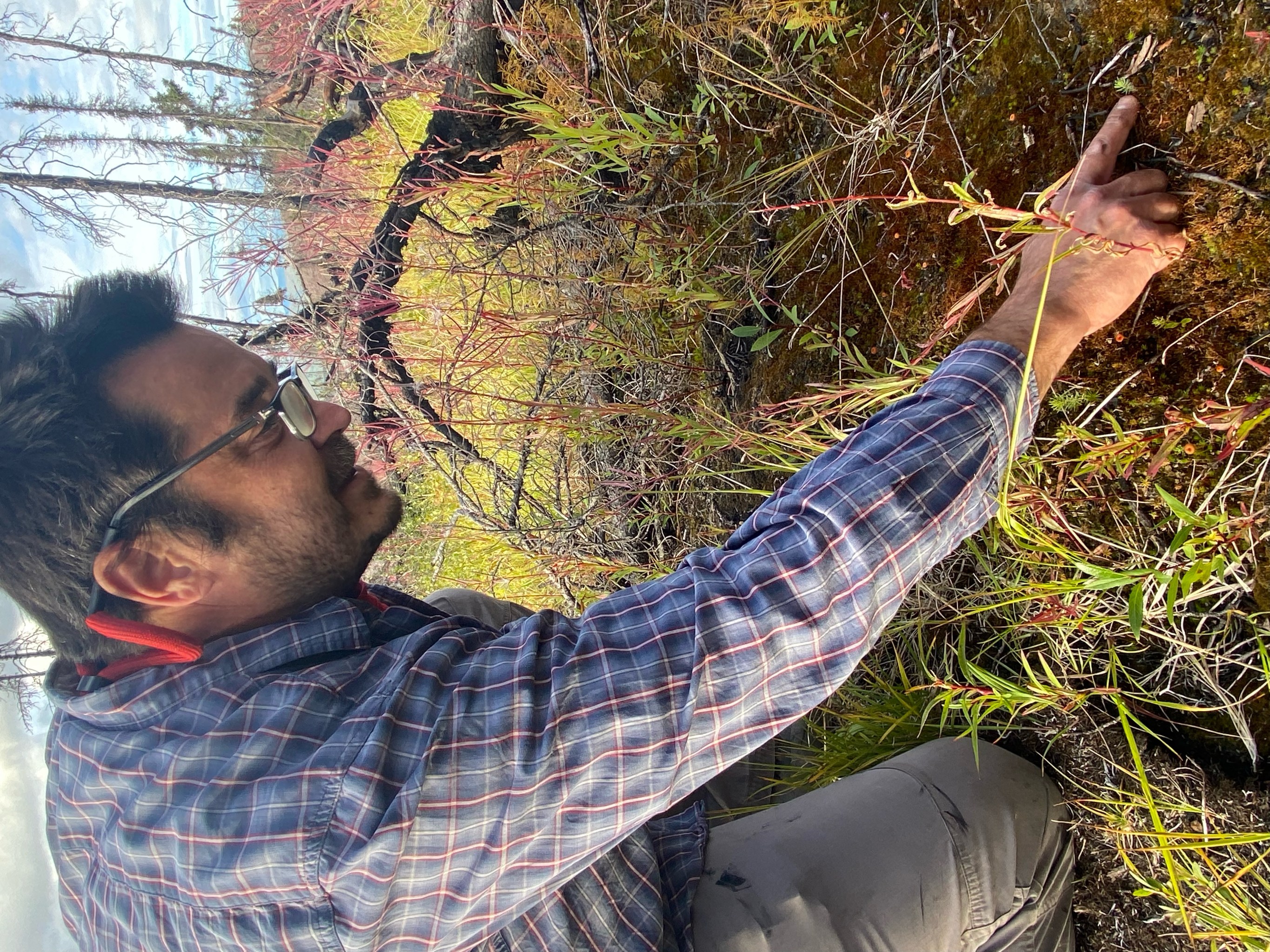 A man with dark hair and glasses kneels on soft, spongy ground to point at a baby spruce tree no larger than a few inches tall. The ground has short weeds and grasses on the dark brown dirt. Many of the tree trunks in the background are blackened.