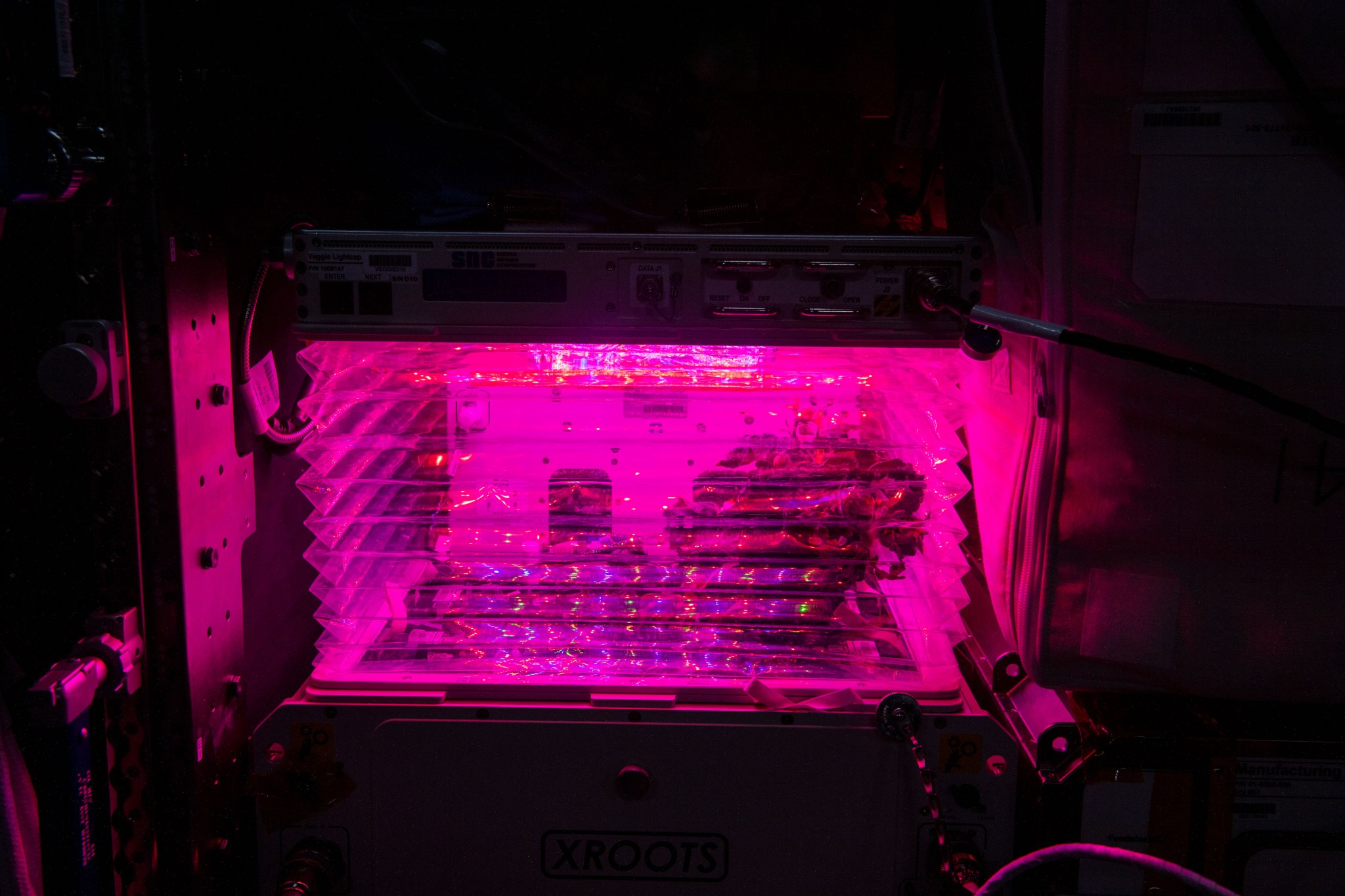 image of the plant growth habitat with a pink lighting