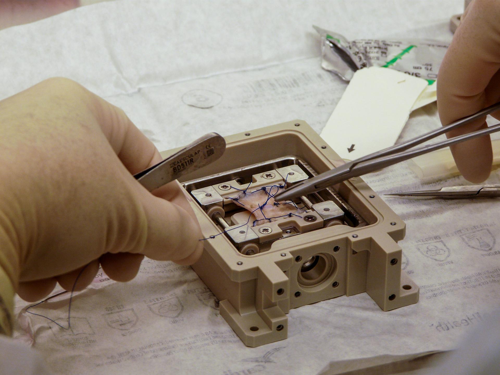 This preflight image shows a sutured skin sample mounted on a frame for the ESA Suture in Space investigation