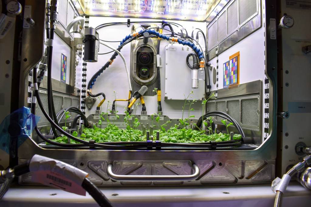 Arabidopsis plants growing in the Advanced Plant Habitat