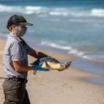 A National Park Service staff member prepares to release a Kemp’s ridley sea turtle into the Atlantic Ocean.