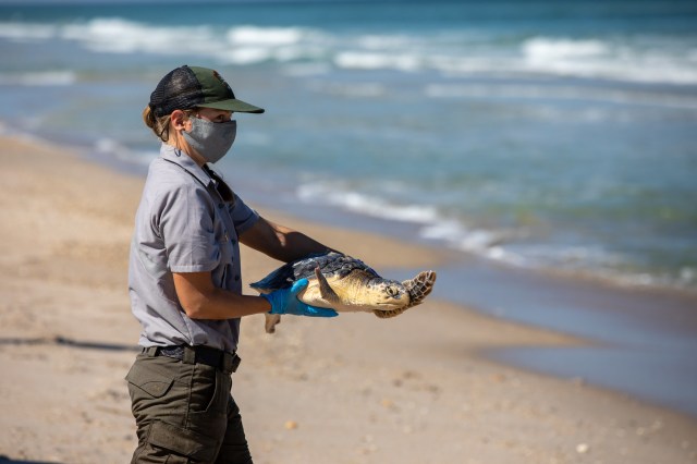 A National Park Service staff member prepares to release a Kemp’s ridley sea turtle into the Atlantic Ocean.