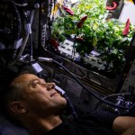 NASA astronaut and Crew-3 member Tom Marshburn looks at chiles growing inside of the Advanced Plant Habitat.