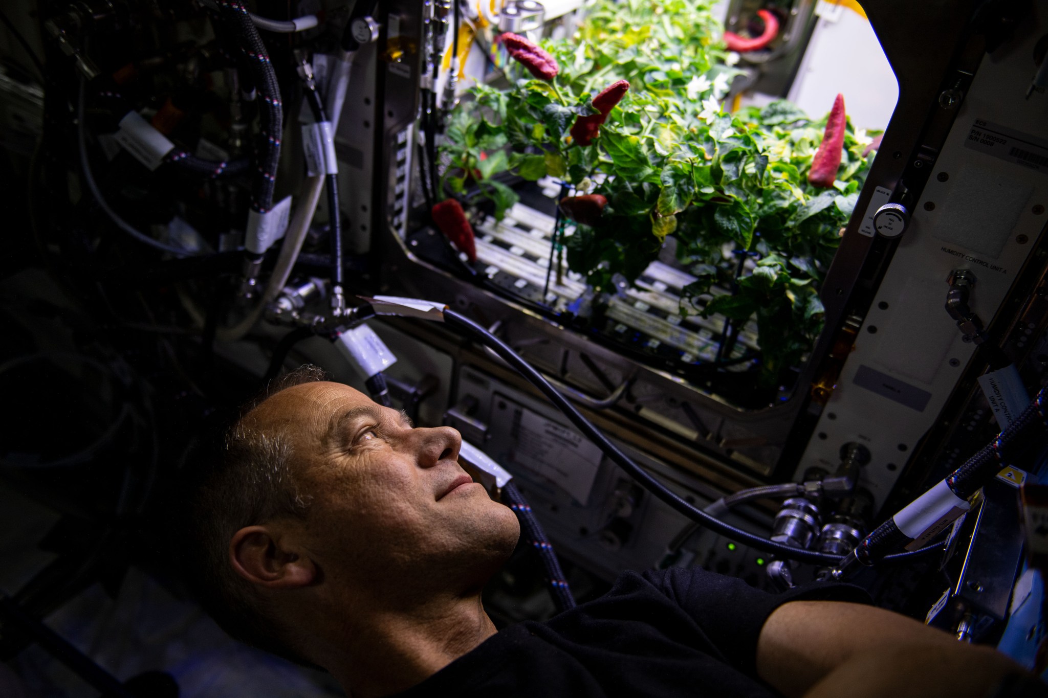 NASA astronaut and Crew-3 member Tom Marshburn looks at chiles growing inside of the Advanced Plant Habitat. Crew-3 performed the second harvest of chiles aboard the International Space Station for the Plant Habitat-04 experiment. This plant experiment, one of the station’s most complex to date because of the long germination and growing times, will add to NASA’s knowledge of growing food crops for long-duration space missions.
