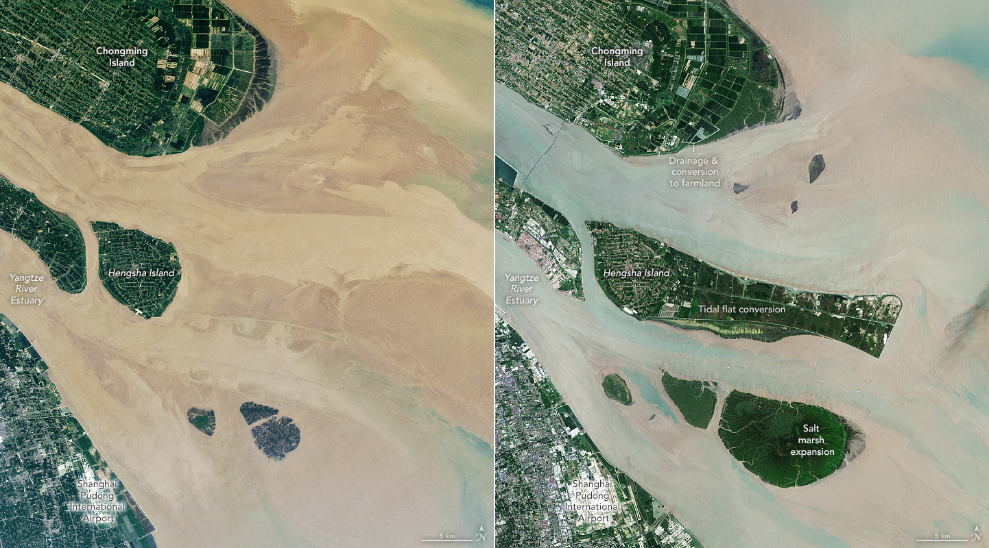 Two satellite images side by side, showing change in the islands and marshes in the Yangtze River Estuary. The land is green vegetation or grey development, while the water is brownish and a cloudy blue.