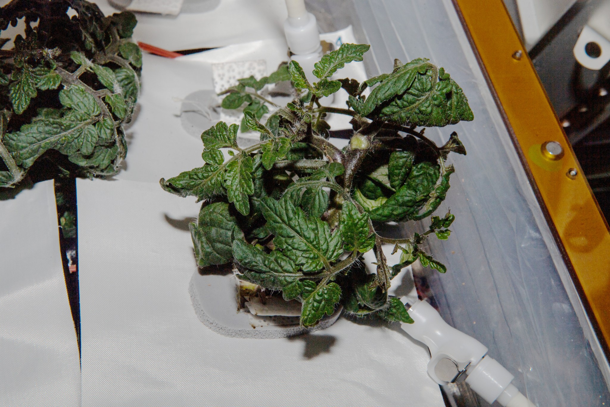 image of tomato plants growing in the plant habitat on the space station