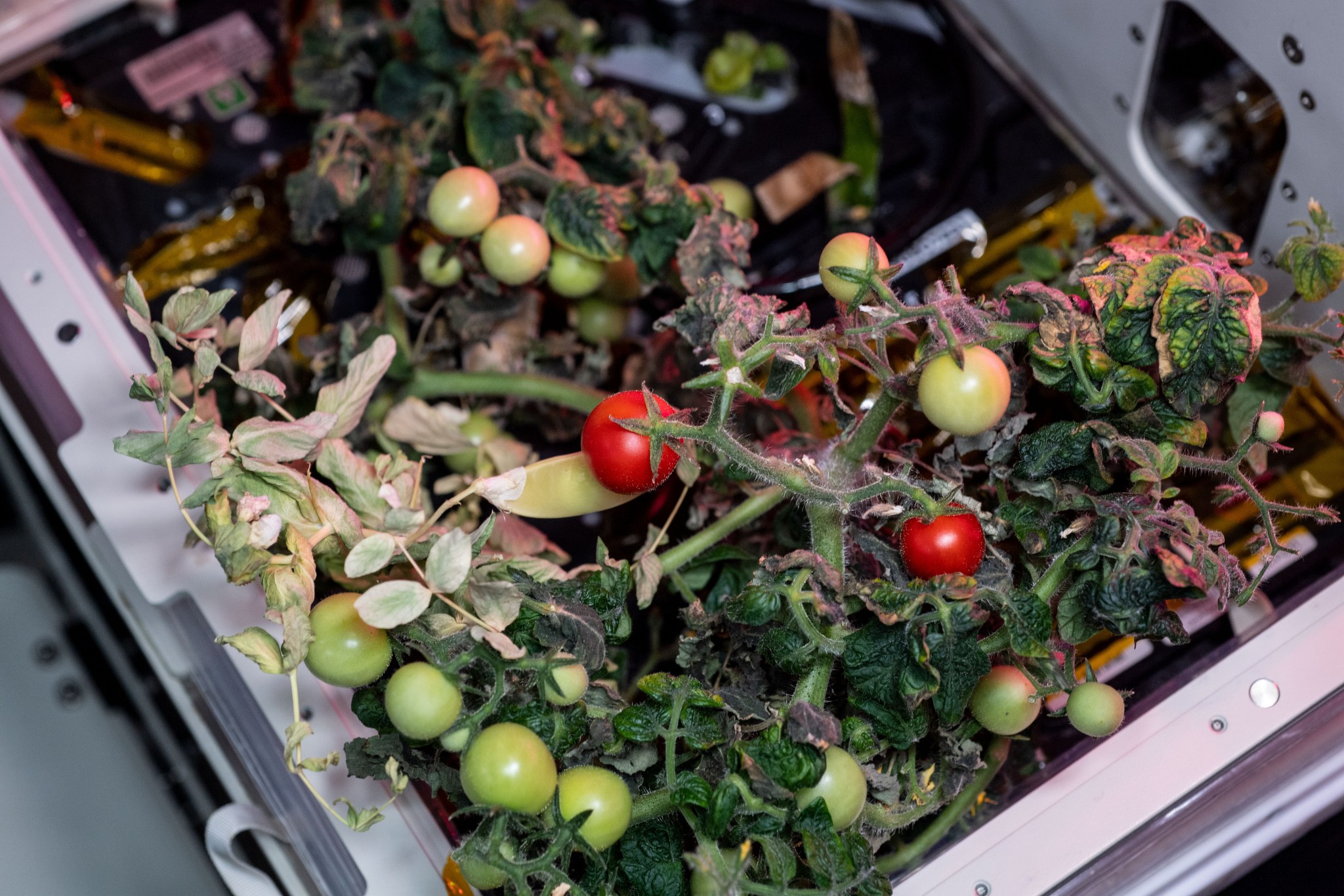 image of small tomatoes grown for an experiment aboard the space station