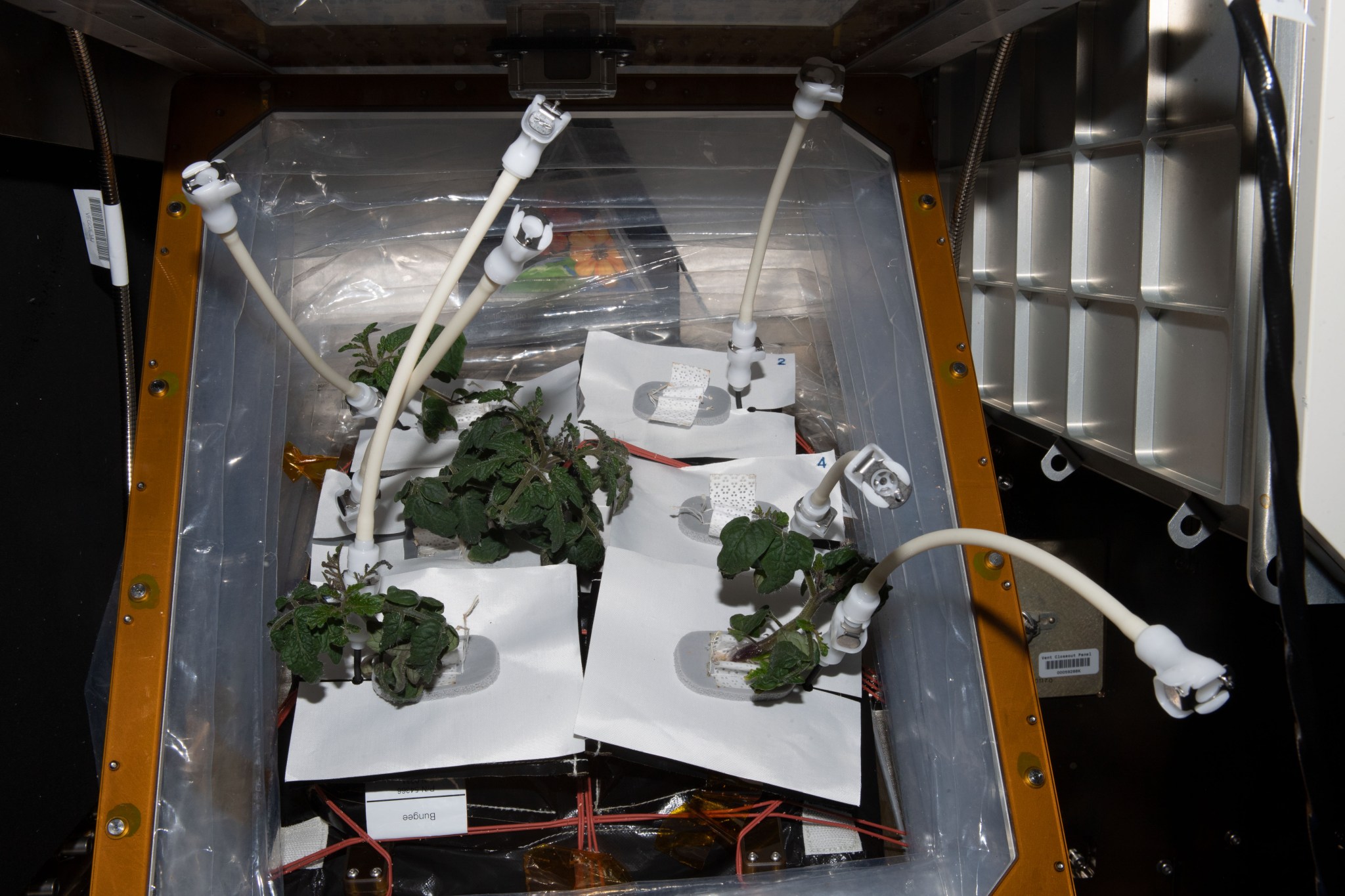 image of tomato plants growing in the plant habitat on the space station