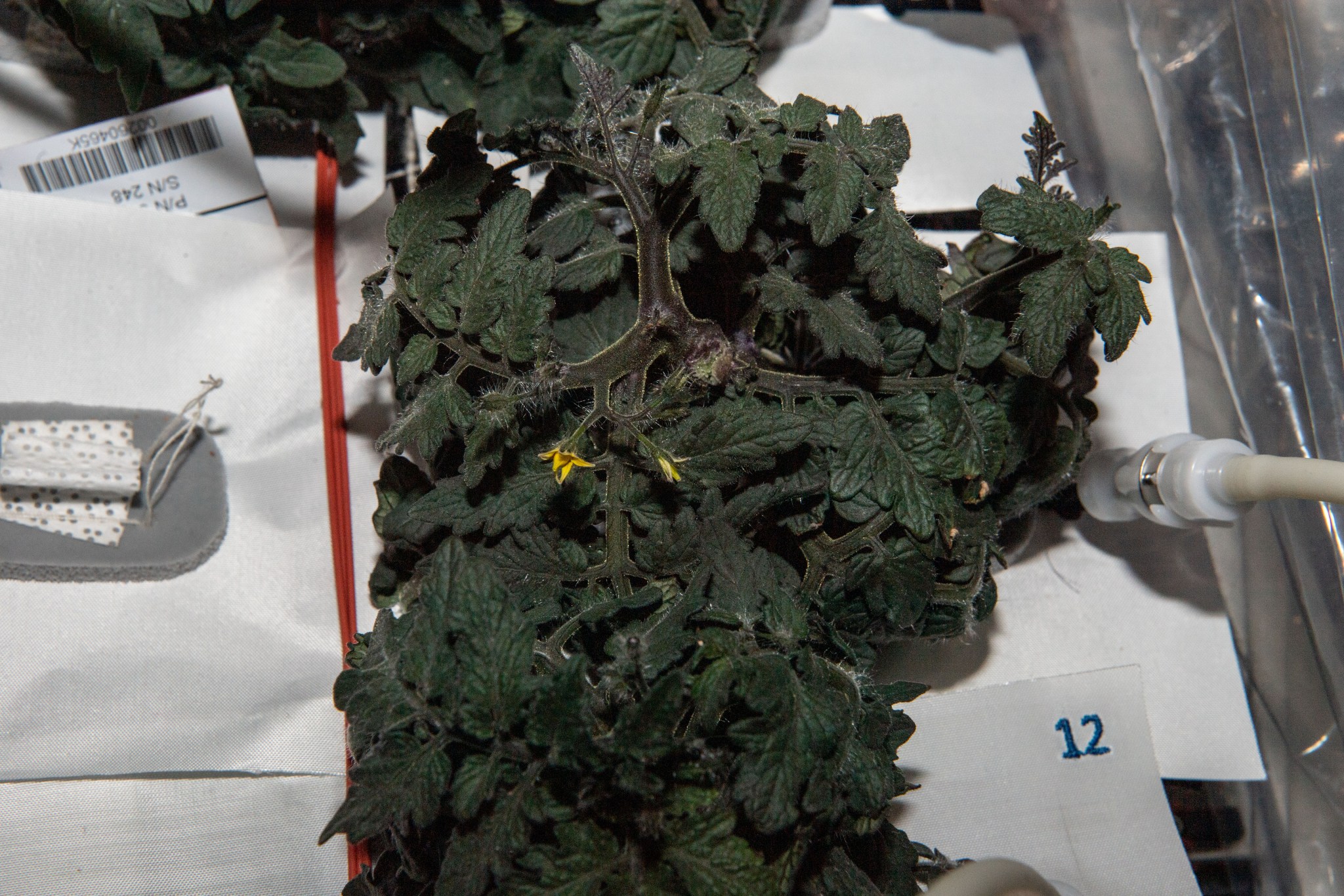 image of tomato plants growing in the plant habitat