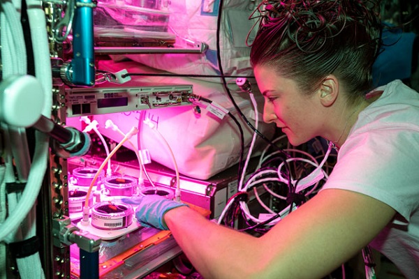 image of an astronaut working on a plant experiment inside the space station