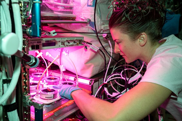 image of an astronaut observing a plant experiment house inside a plant habitat illuminated with a pink glow.