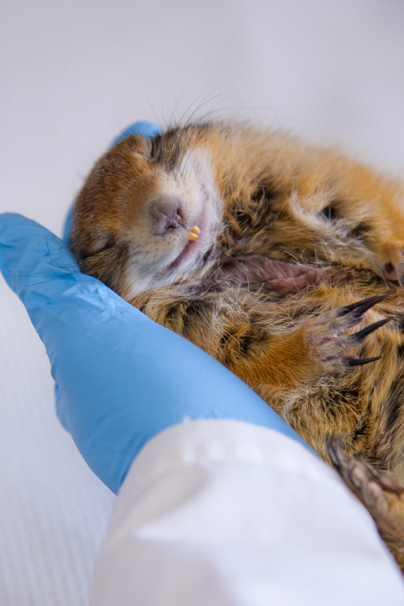 Senior biology major Colleen Bue holds a hibernating ground squirrel in Drew's lab in the Irving Building at the University of Alaska, Fairbanks in Fairbanks, Alaska.