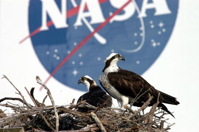 KENNEDY SPACE CENTER, FLA. -- A pair of breeding ospreys have taken up residence in a nest constructed on a speaker pole in the lower parking lot of the KSC Press Site. Eggs have been sighted in the nest. The NASA logo in the background is painted on an outer wall of the 525-foot-tall Vehicle Assembly Building nearby. Known as a fish hawk, the osprey selects sites of opportunity in which to nest -- from trees and telephone poles to rocks or even flat ground. In North America, it is found from Alaska and Newfoundland to Florida and the Gulf Coast. Osprey nests are found throughout the Kennedy Space Center and surrounding Merritt Island National Wildlife Refuge.