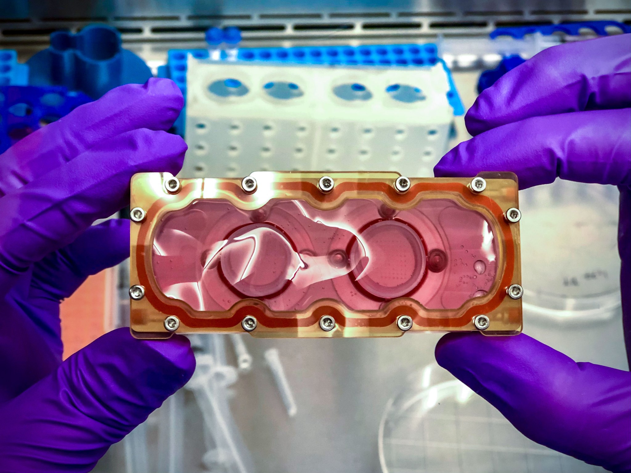 gloved hands holding a bio cell