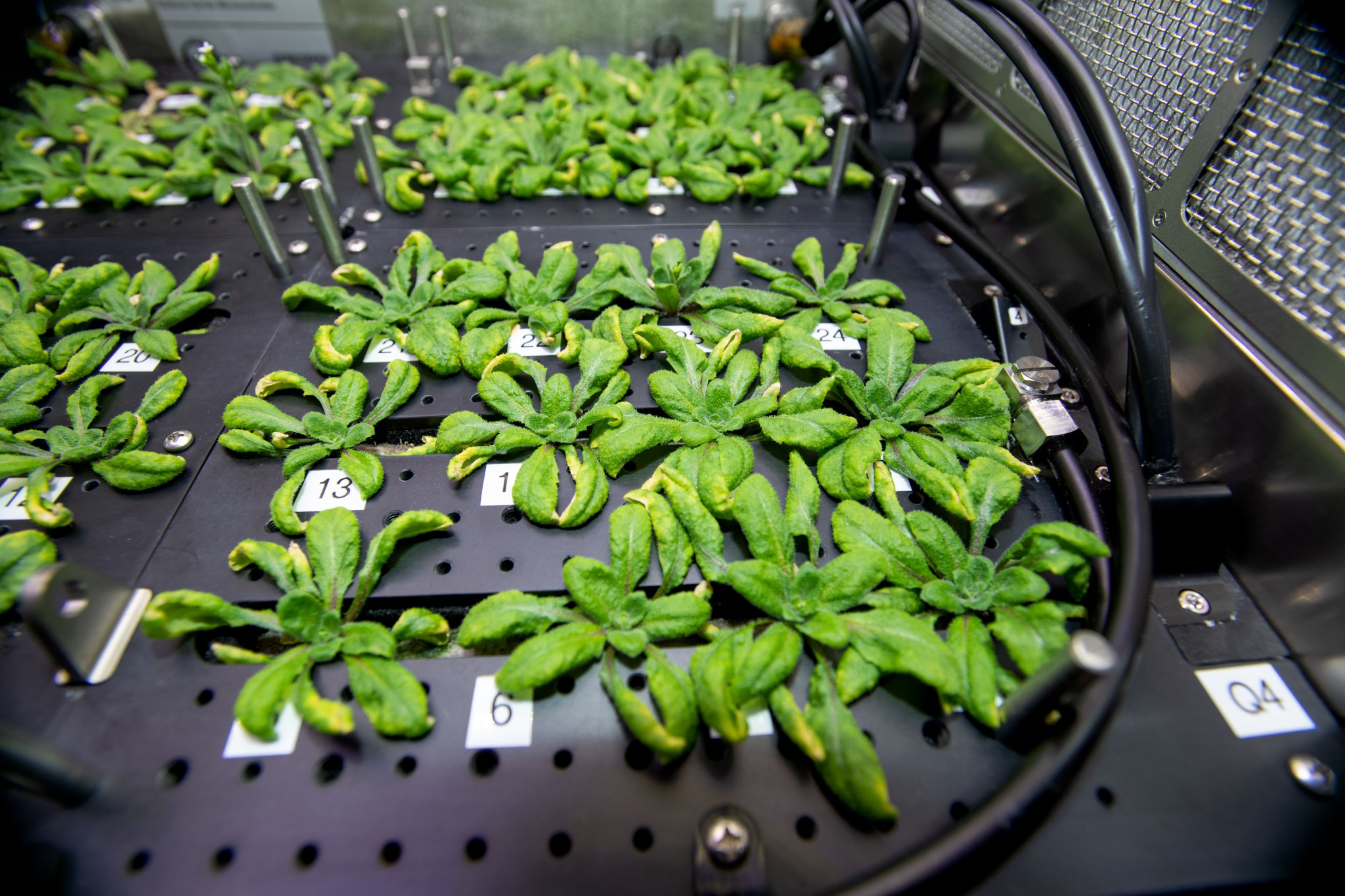 image of plants growing in a plant habitat in the space station