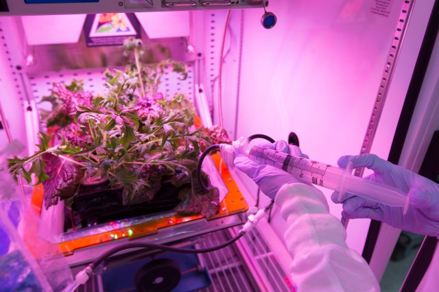 Water and nutrients are being added to plants in the Veggie hardware in NASA Kennedy Space Center's ISS environment simulator chamber.