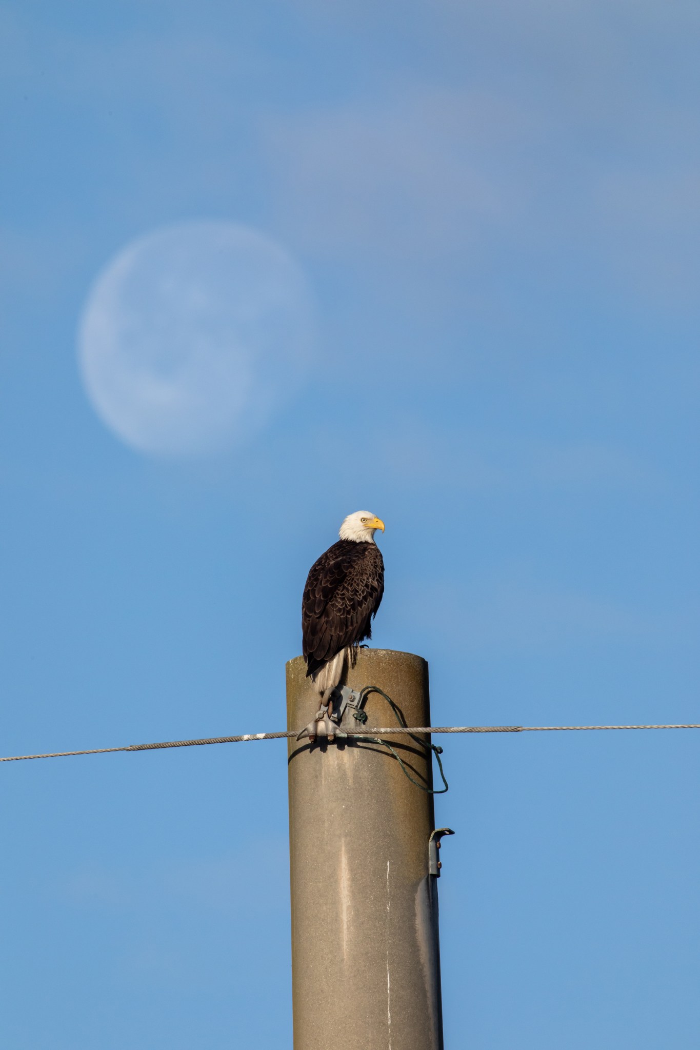 a bald eagle sits on top of a pole with a blue sky and the faint outline of the rising moon behind it 