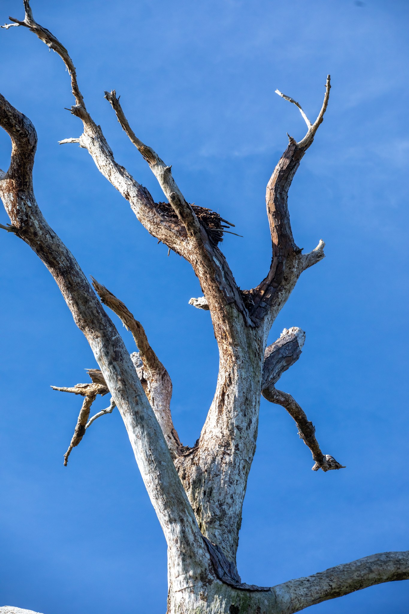 a bald eagle nest in a dead tree with the blue sky behind it