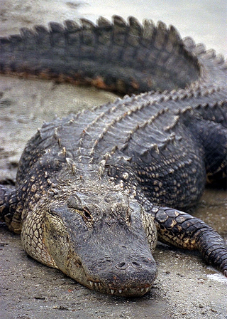 Alligators