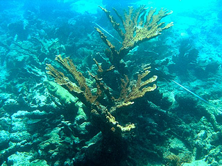 A picture of coral under the ocean