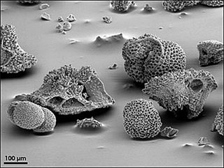 A black and white picture of fossils