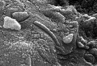 Fossils