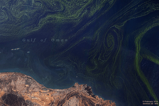 Noctiluca scintillans in the Gulf of Oman