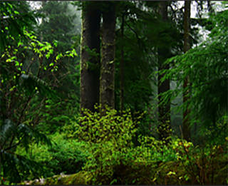 Photograph of a rainforest in full bloom