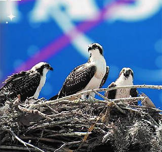 An osprey nest at NASA’s Kennedy Space Center in Cape Canaveral, Florida, with the NASA logo in the background